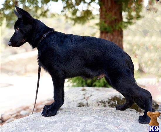 German Shepherd puppy for sale